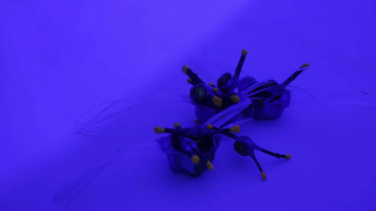 insectos