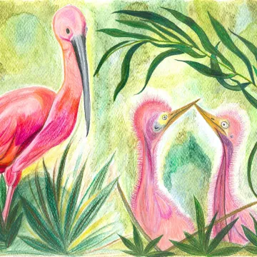 El viaje de la corocora Sidra