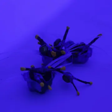 bichos
