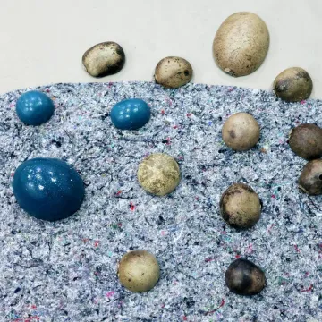 plumiferos